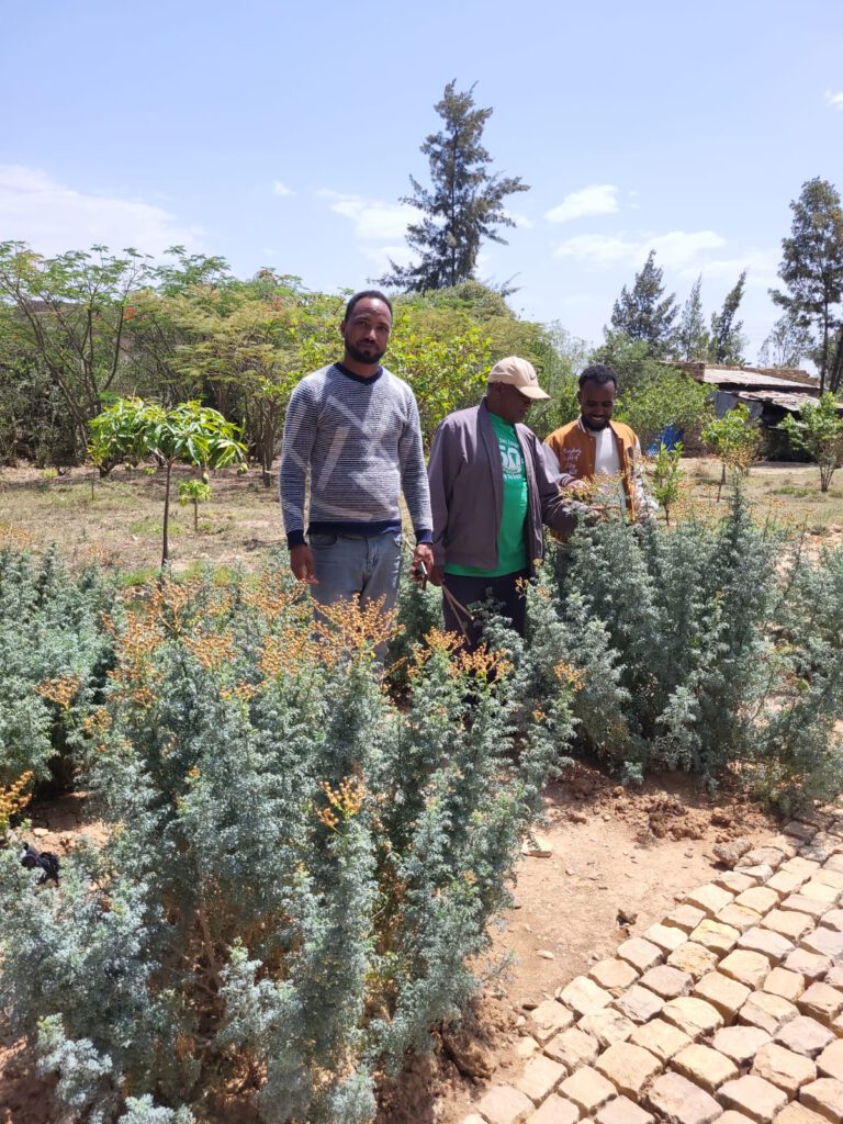 German, Getachew und Kasahun in der Kräuter-Abteilung des botanischen Gartens, mit Weihnraute.