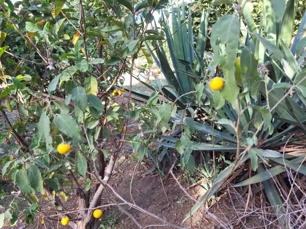 Die Früchte der wilden Aubergine werden in der einheimischen Küche dazu genutzt, Milch gerinnen zu lassen für Jogurt und Käse.