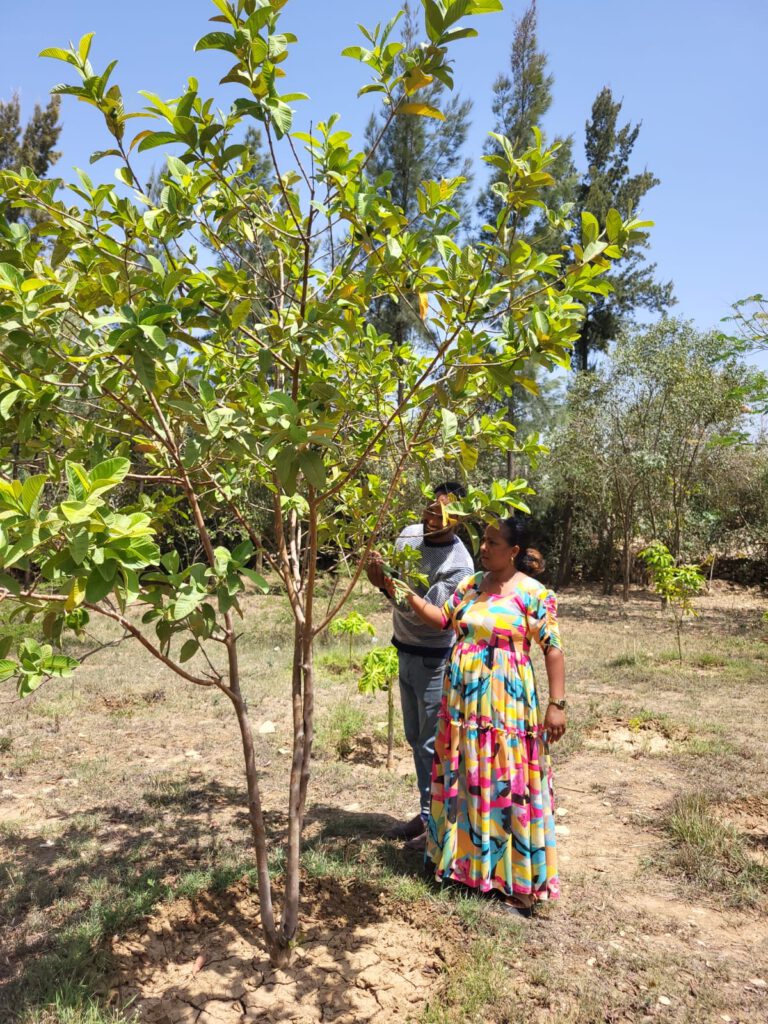 Die Leiterin des Wukro-Tourismus-Büros, Alemtsehay, und der Fremdenführer German, im botanischen Garten.