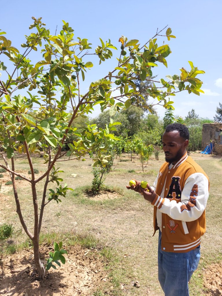 Der Kurator des Wukro Museums, Kasahun, unter dem Guave-Baum.