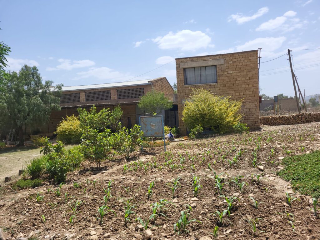 Eingangsbereich des Museums mit jungen Maispflanzen.