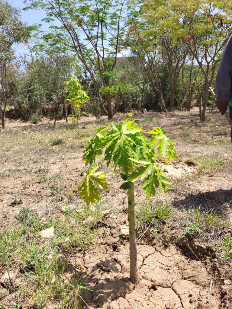 Neugepflanzter Feigenbaum: er trägt schon!