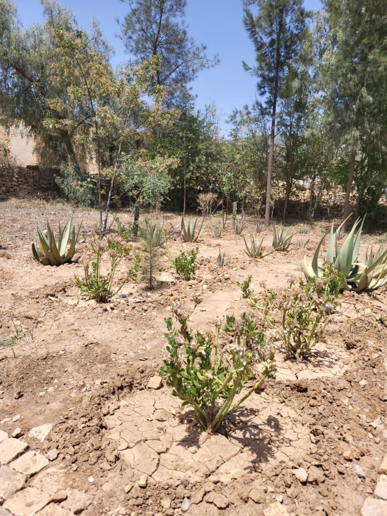 Die neugepflanzten Weihraumbäume sind angegangen!