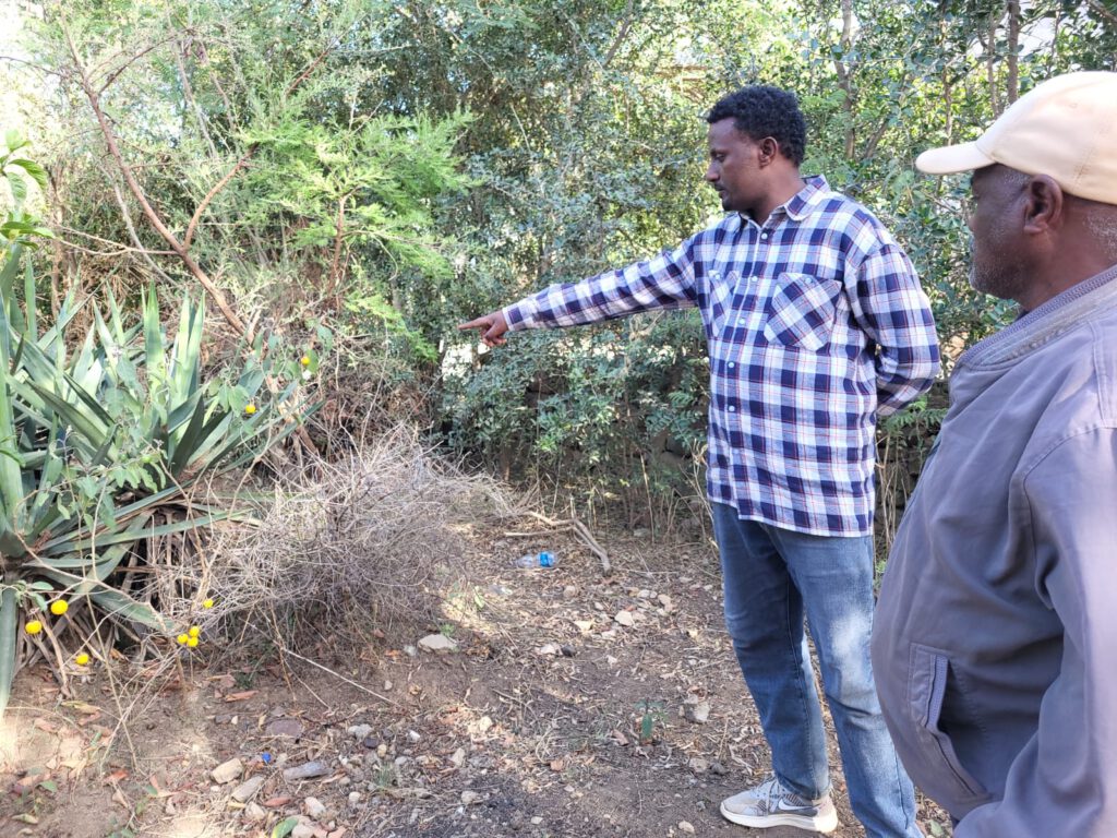Efrem Gidey und Getachew, zeigen auf die gelben Früchte der endemischen Aubergine.