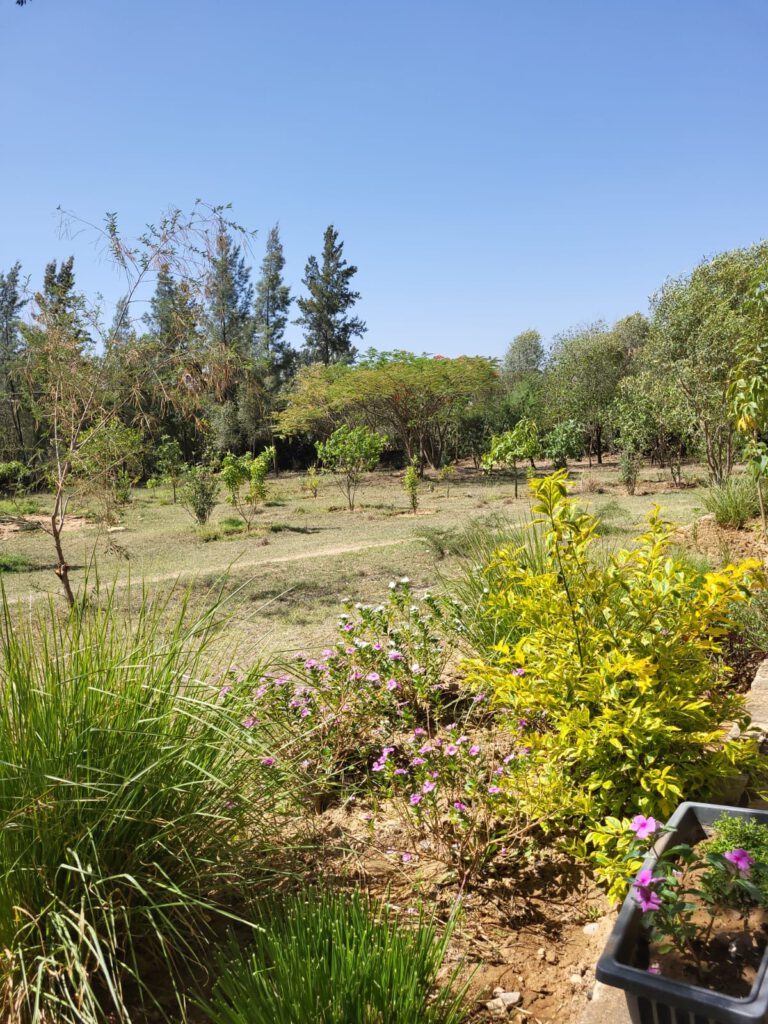 Blick in den botanischen Garten.